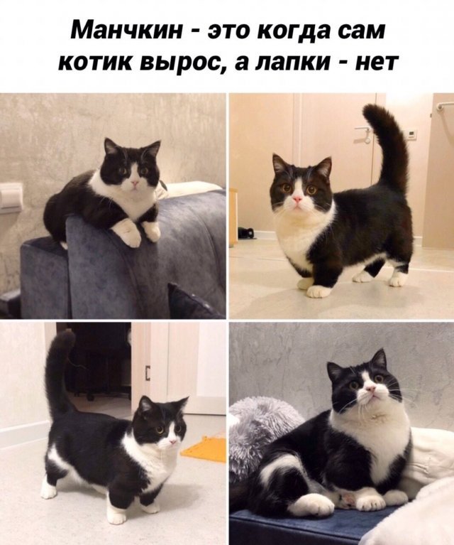 Позитивные котики (19 фото) 66993414066bf.jpeg