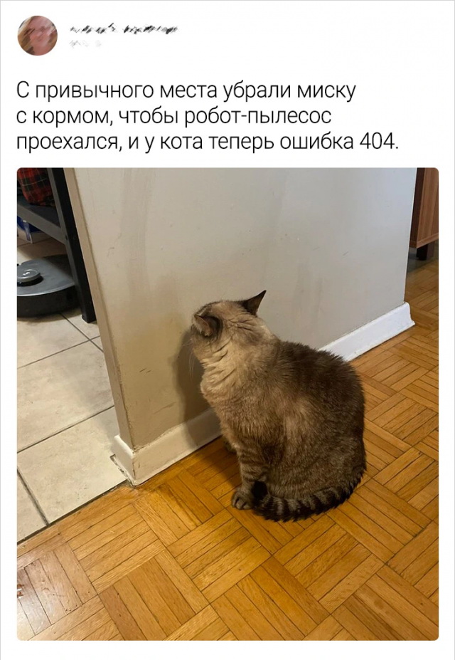 Забавные истории про котиков (20 фото) 66964827ca9f5.jpeg