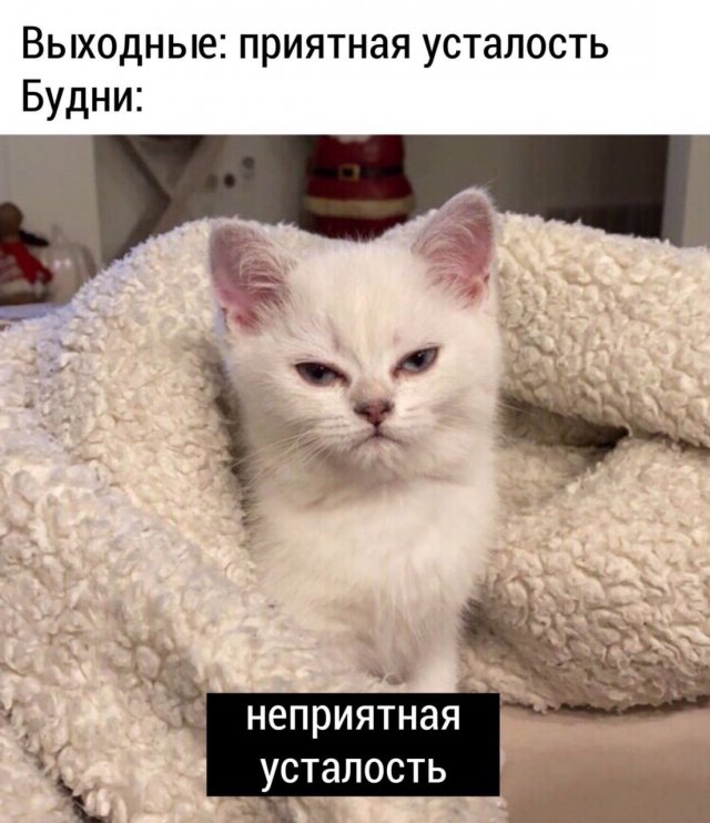 Забавные коты и кошки (17 фото) 66992b9bca455.jpeg