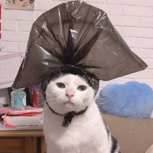 Фотожабы на кота с пакетом (12 фото) 66f9f3f55eb97.jpeg