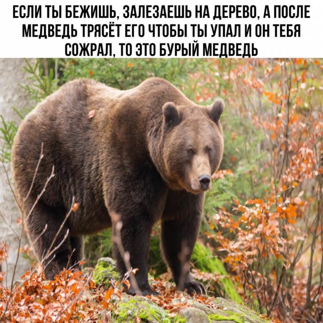 Как различить медведей (4 фото) 66e0913f54347.jpeg