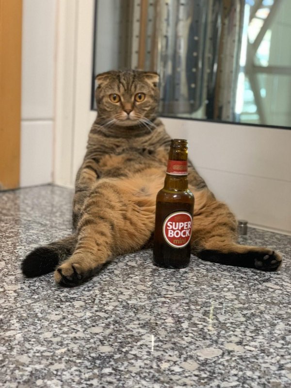 Коты, которые сидят как люди (19 фото) 66f9ef30cb645.jpeg