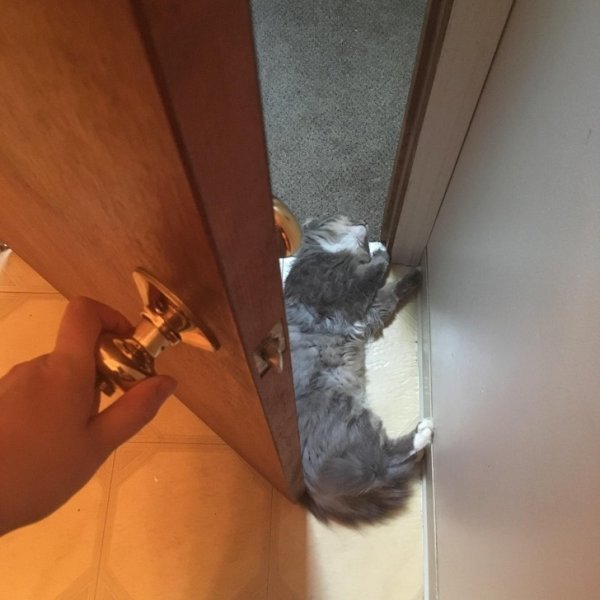 Коты проказники (20 фото) 66f9fd8575101.jpeg