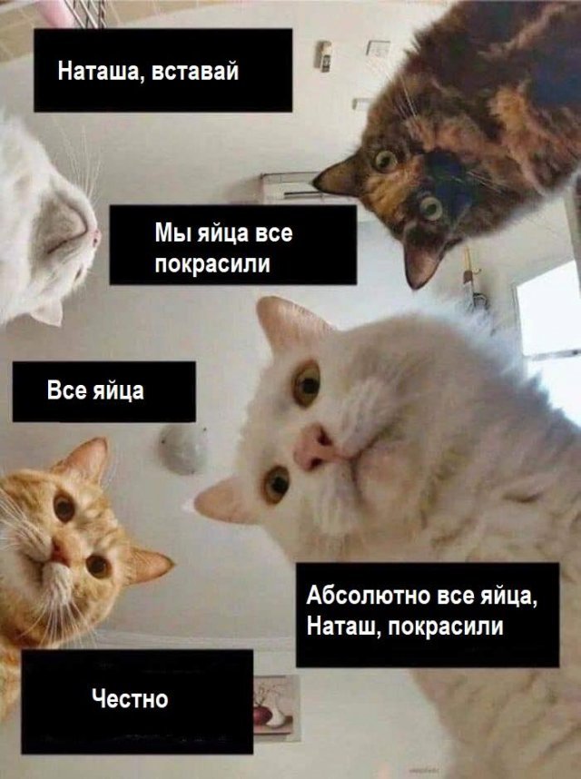 Мемы про Наташу (14 фото) 66f9f4f69584c.jpeg