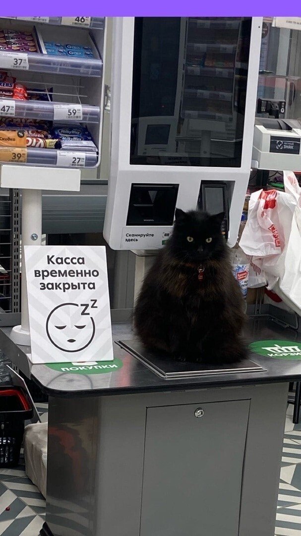 Необычные места отдыха для котов (19 фото) 66e09386ba3e6.jpeg