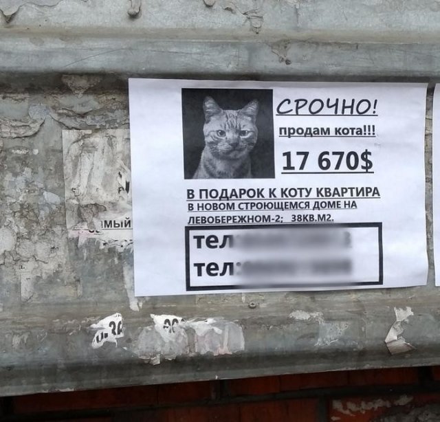 Необычные объявления (14 фото) 66f9dba11701c.jpeg