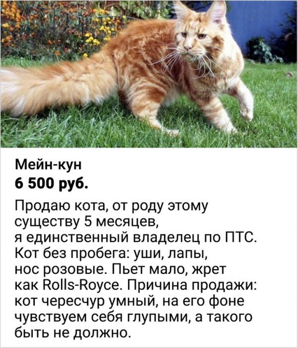 Необычные объявления в Сети (20 фото) 66f863c72cc29.jpeg