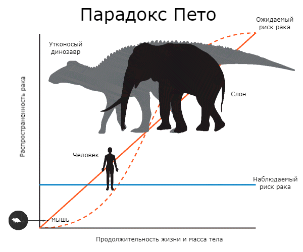 Почему слоны болеют раком реже людей? 66fa055950ece.png