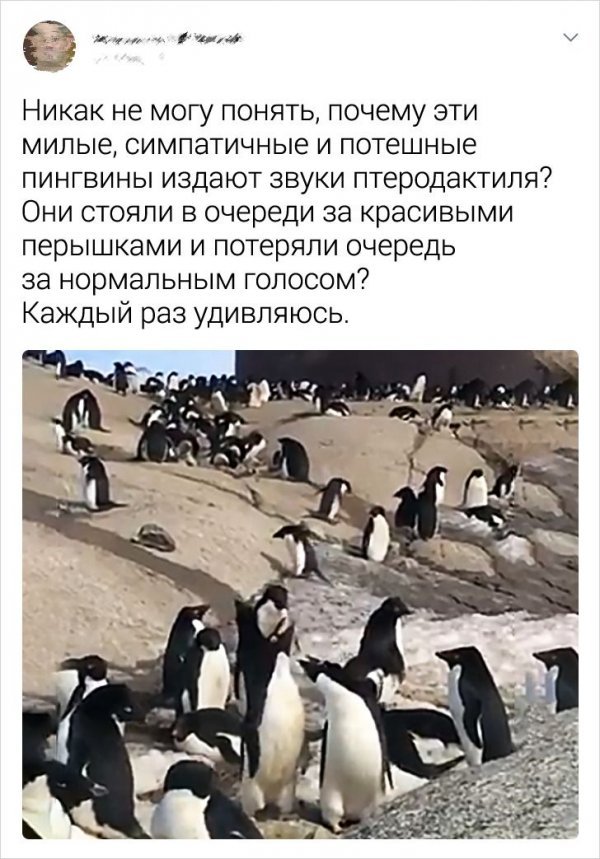 Полярник о своих впечатлениях об Антарктиде. Часть 2 (16 фото) 66f8833d07c90.jpeg
