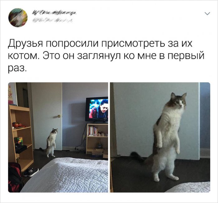 Пользователи соцсетей о котах (19 фото) 66fa073c8ecef.jpeg