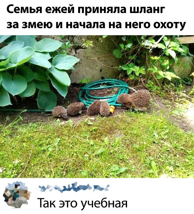 Скриншоты из социальных сетей. Часть 1088 (25 фото) 66f9ebd78bf71.jpeg