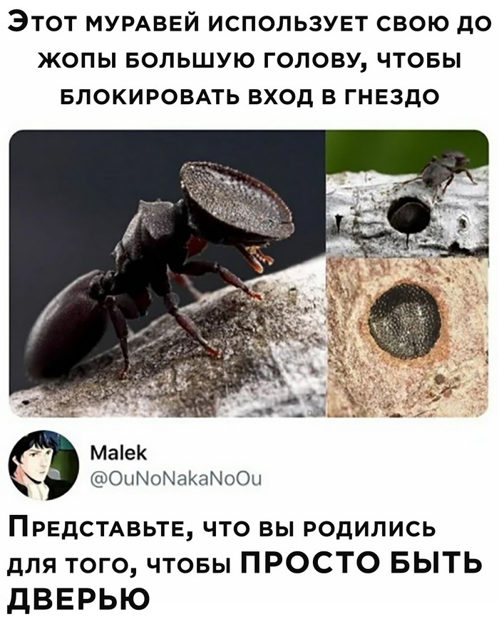 Скриншоты из социальных сетей. Часть 1136 (25 фото) 66f9e3cd1f0a2.jpeg
