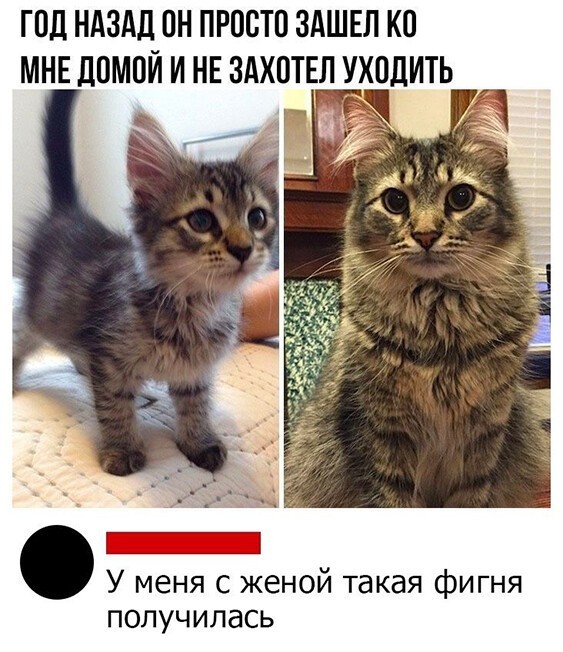 Скриншоты из социальных сетей. Часть 1157 (60 фото) 66f9e0749bd31.jpeg