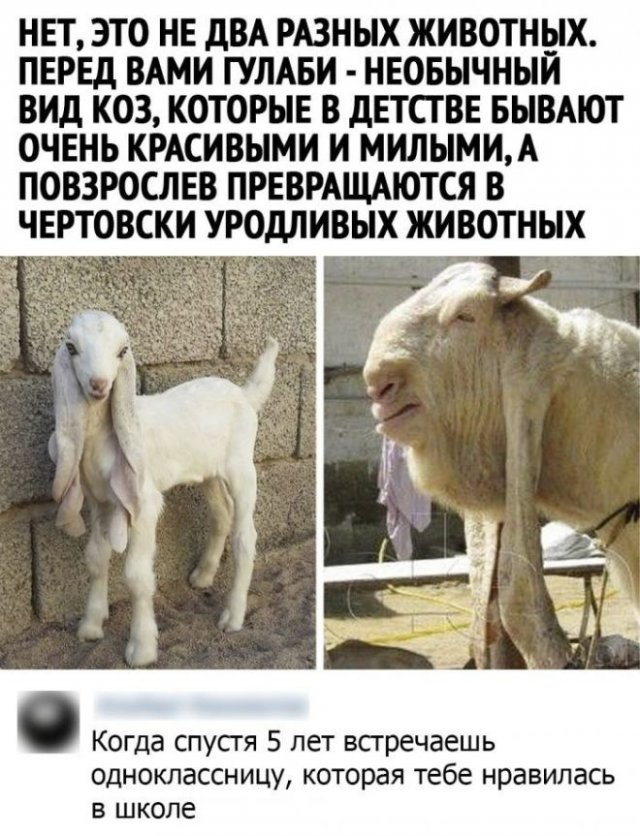 Скриншоты из социальных сетей. Часть 1584 (30 фото) 66e091b8e7896.jpeg