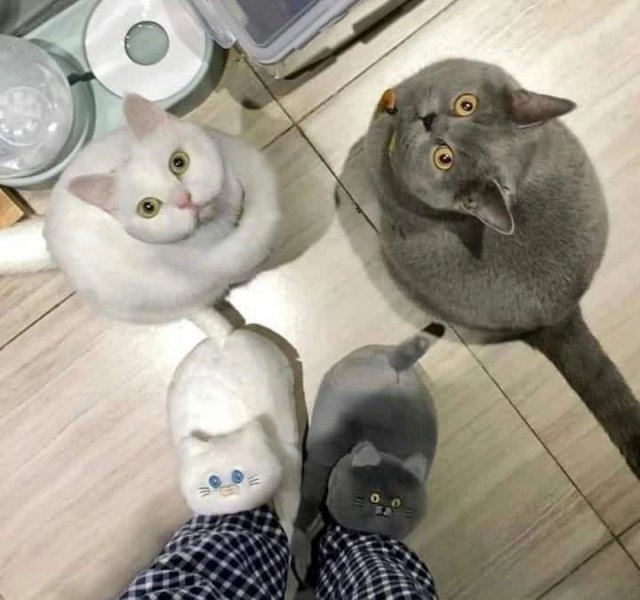 Смешные картинки с котами (14 фото) 66f854c054c87.jpeg