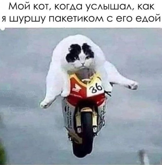 Смешные картинки с котами (15 фото) 66e090894e859.jpeg