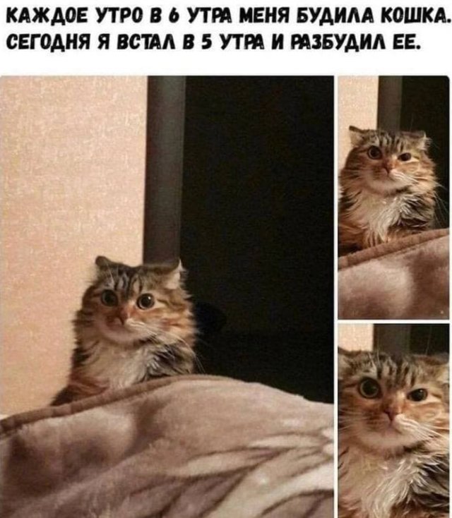 Смешные картинки с котами (16 фото) 66f85c4da69a2.jpeg
