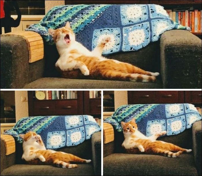 Смешные котики (22 фото) 66f884ce8842c.jpeg