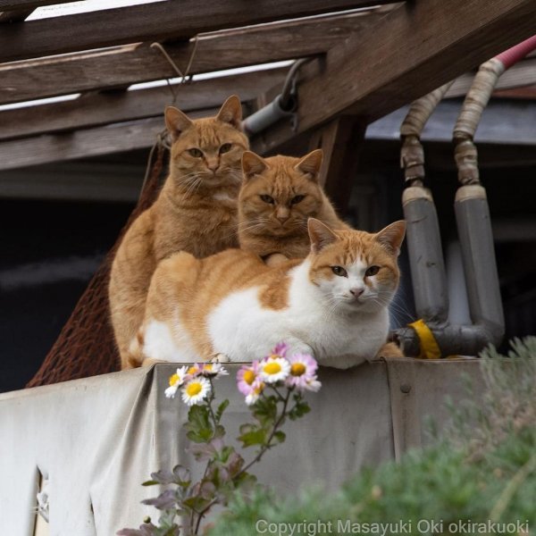 Снимки котов от японского фотографа (18 фото) 66f85c0ce8d0a.jpeg