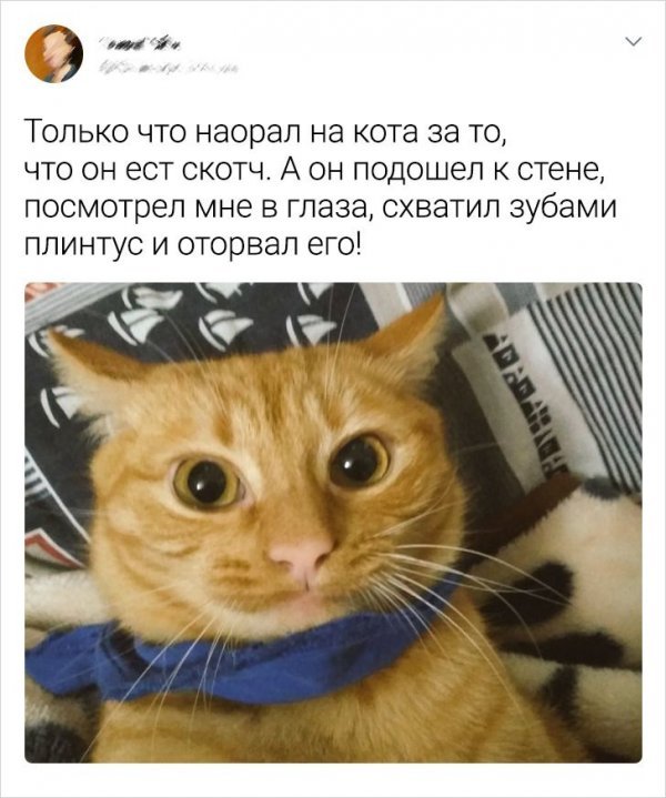 Сообщения от владельцев кошек (23 фото) 66f8687cb3890.jpeg