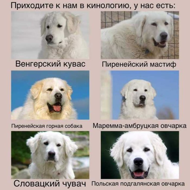 Вещи из различных сфер, которые сложно отличить (29 фото) 66f9eac8c0d54.jpeg
