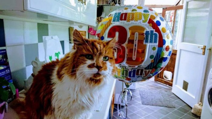 30 летний кот долгожитель (5 фото) 6702378bef32e.jpeg
