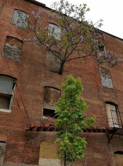 Деревья, растущие в необычных местах (20 фото) 67023c5a7a62d.jpeg