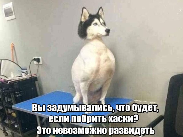Фотоподборка пятницы (85 фото) 6702240b145f8.jpeg