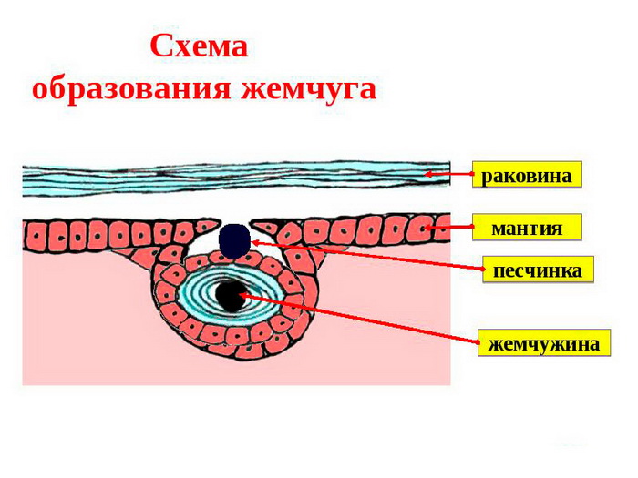 Как создается жемчуг природой и человеком 670214bbe6516.jpeg