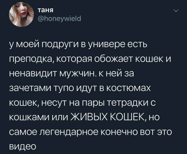 Когда преподавателю нравятся кошки (5 фото + видео) 67021460cbf03.jpeg