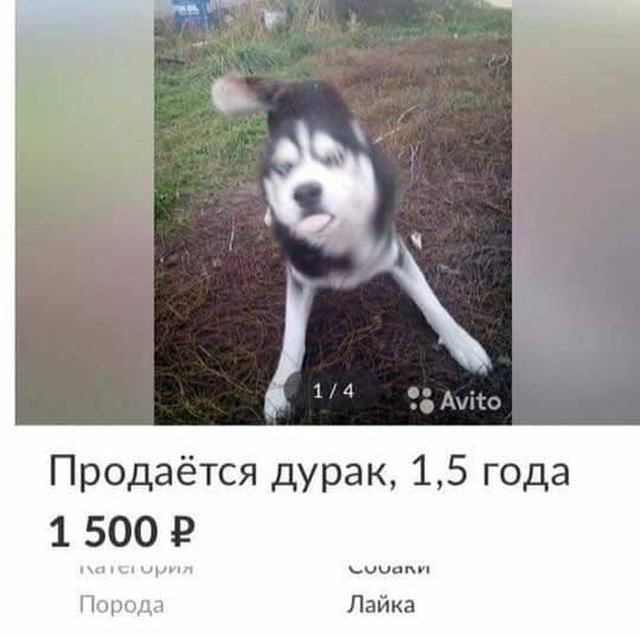 Когда завел хаски, но не ожидал такого (3 фото) 67021eaa6efdc.jpeg