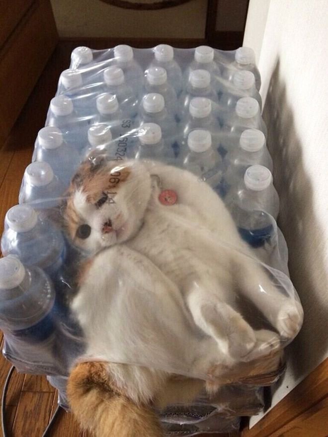 Коты, попавшие в затруднительные ситуации (15 фото) 670223fd09910.jpeg