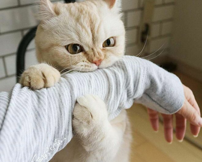 Коты вампиры (18 фото) 67022e85edd7a.jpeg