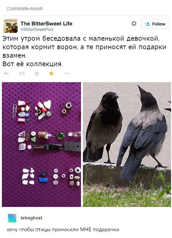 О благодарности воронов (3 фото) 6702170dd6653.jpeg
