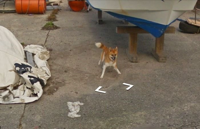 Песик попал на снимки автомобиля Google Street View (8 фото) 67038370e6cd7.jpeg