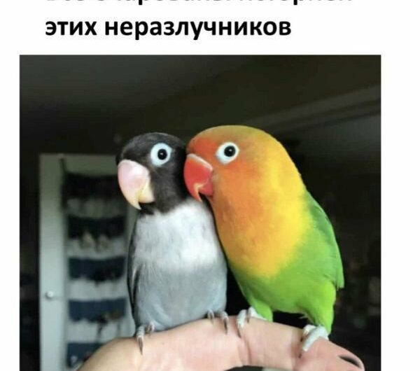 Про любовь двух попугаев (8 фото) 67022f20ecffd.jpeg