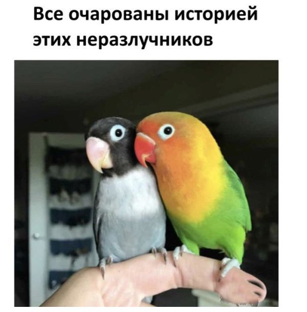 Про любовь двух попугаев (8 фото) 67022f20ec6bb.jpeg