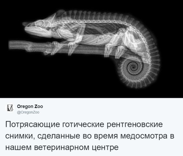 Рентгеновские снимки экзотических животных (14 фото) 670222f2c1fc6.jpeg