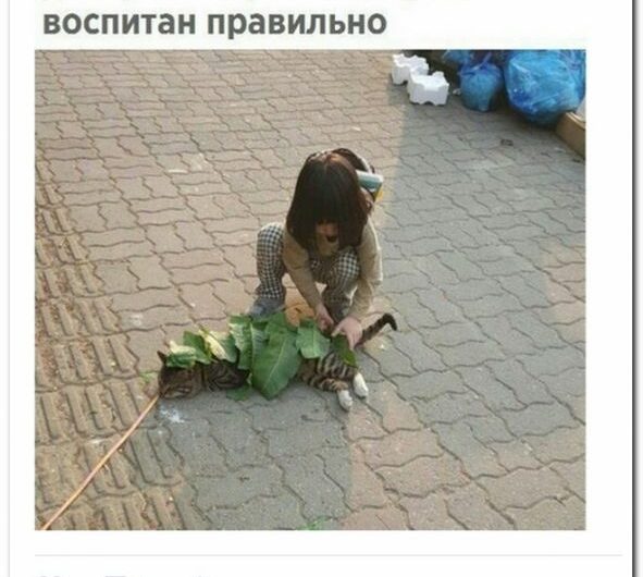 Скриншоты из социальных сетей. Часть 604 (28 фото) 670235c69f2de.jpeg