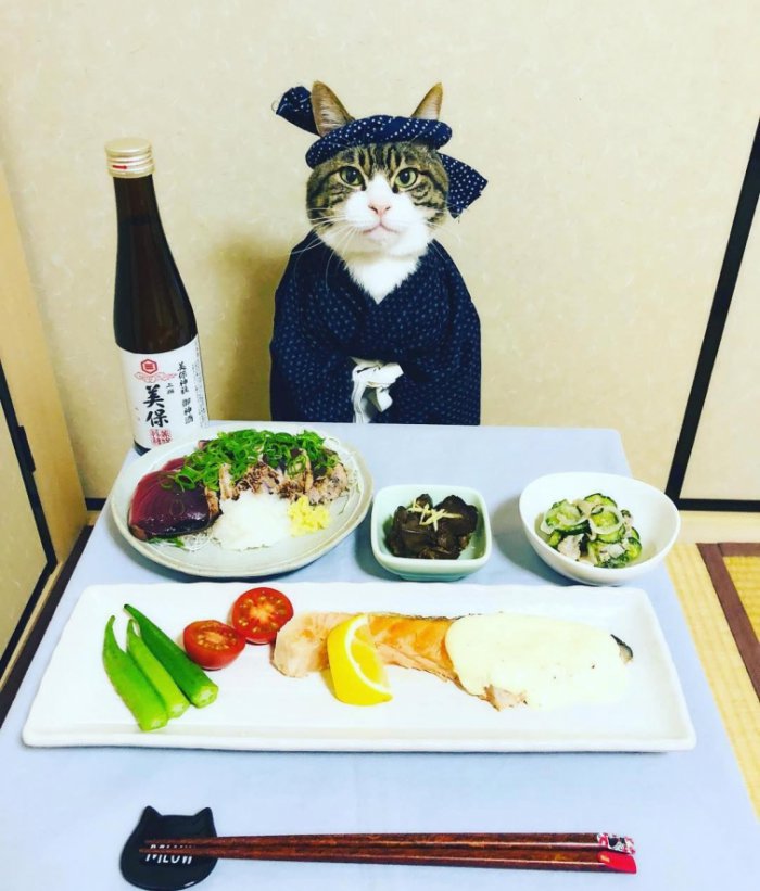 Японка ежедневно наряжает к ужину своего кота (17 фото) 670236e784ced.jpeg
