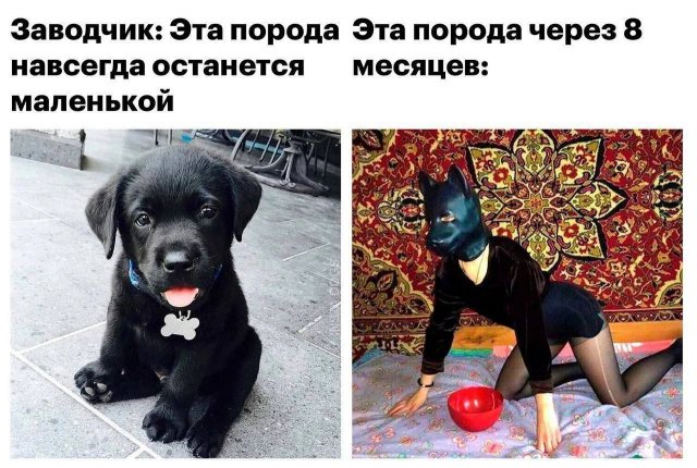 Юмор для взрослых (12 фото) 671f84ed97cde.jpeg