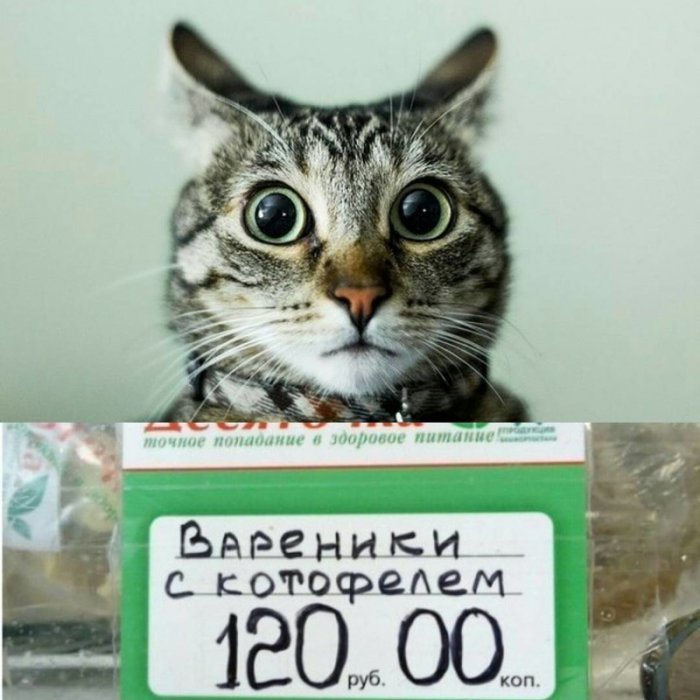 Загонные названия продуктов (19 фото) 6714bae77bf84.jpeg