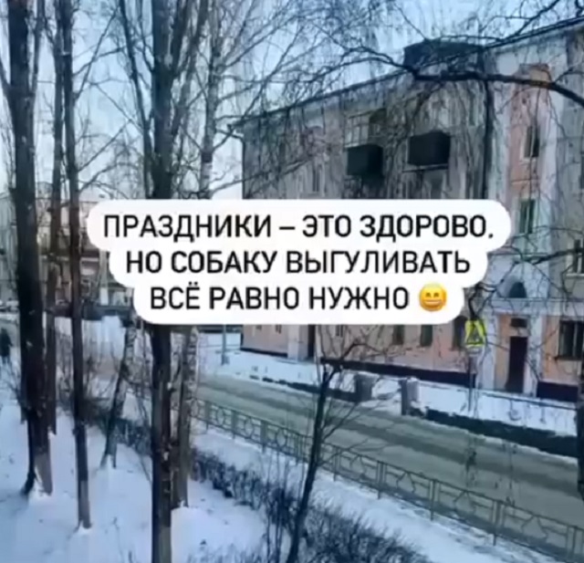 Выгуливаем собак во время праздников 6777a288562cb.jpeg