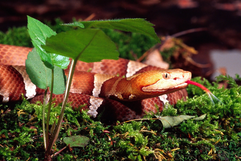 Amerikanec Nazval Hudshim Koshmarom Turistov Strashnyj Incident V Lesu 983552d