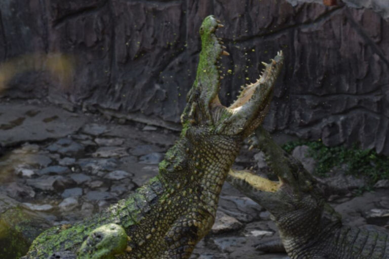 Amerikanka Vstupila V Shvatku S Alligatorom Ec62b7c