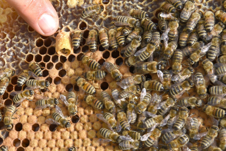 Tysjachi Pchel Razbojnikov Atakovali Magazin Meda V Kanade F14cdd9