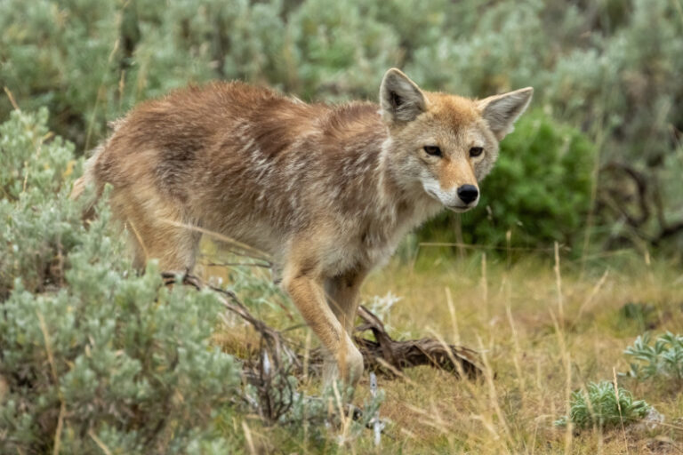 Beshenyj Kojot Nabrosilsja Na Zhenshhinu S Sobakoj A08517f