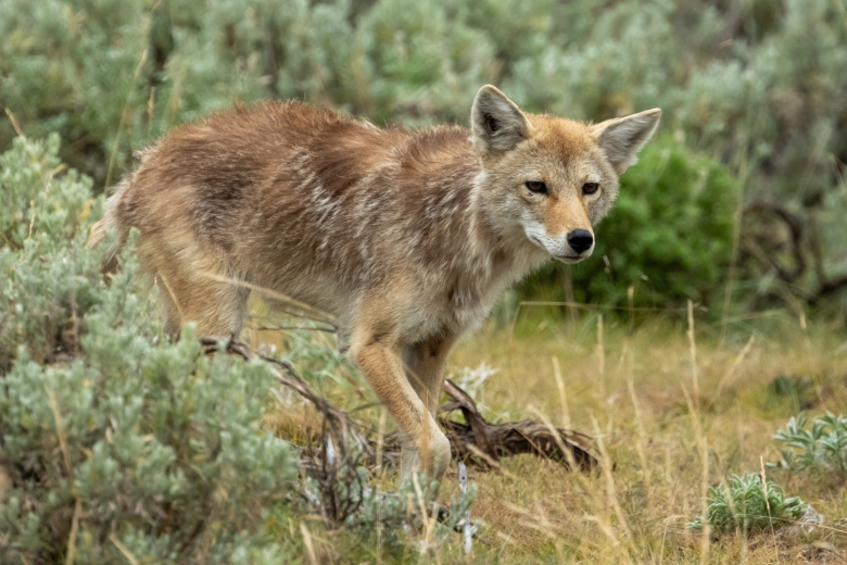 Beshenyj Kojot Nabrosilsja Na Zhenshhinu S Sobakoj A08517f
