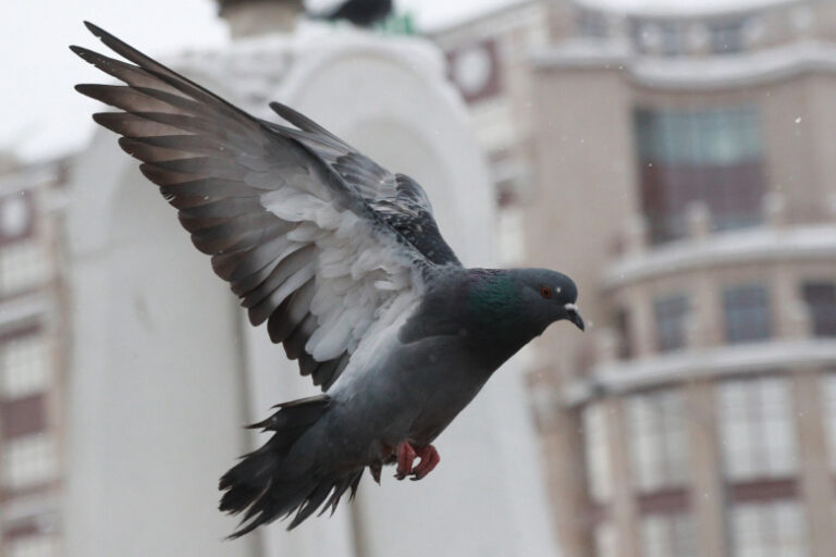 Issledovateli Vyjasnili Kakie Mashiny Chashhe Drugih Pachkajut Pticy 38ef653