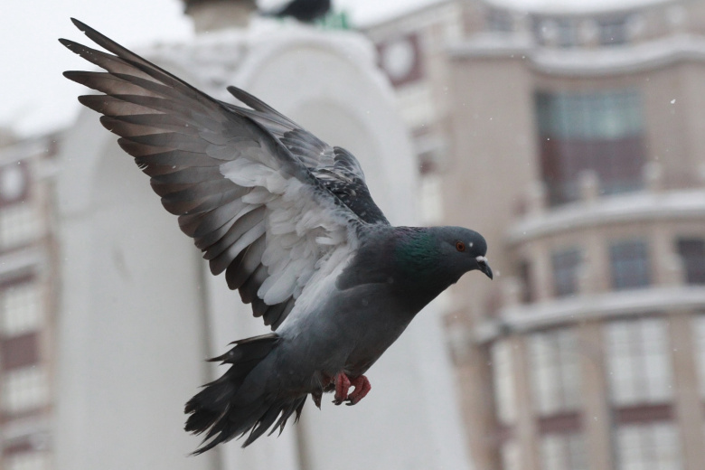 Issledovateli Vyjasnili Kakie Mashiny Chashhe Drugih Pachkajut Pticy 38ef653